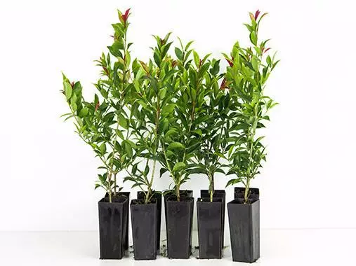 Syzygium Winter Lights 3 Syzygium Winter Lights