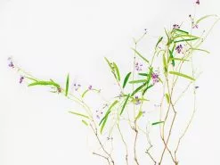 Hardenbergia Violacea -Plants in a Box Sales Shop Plants in a box 3772 Edit 5a612a8f 0ee4 4ead a2d9 a52eec79948f