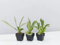 Compact Staghorn Fern