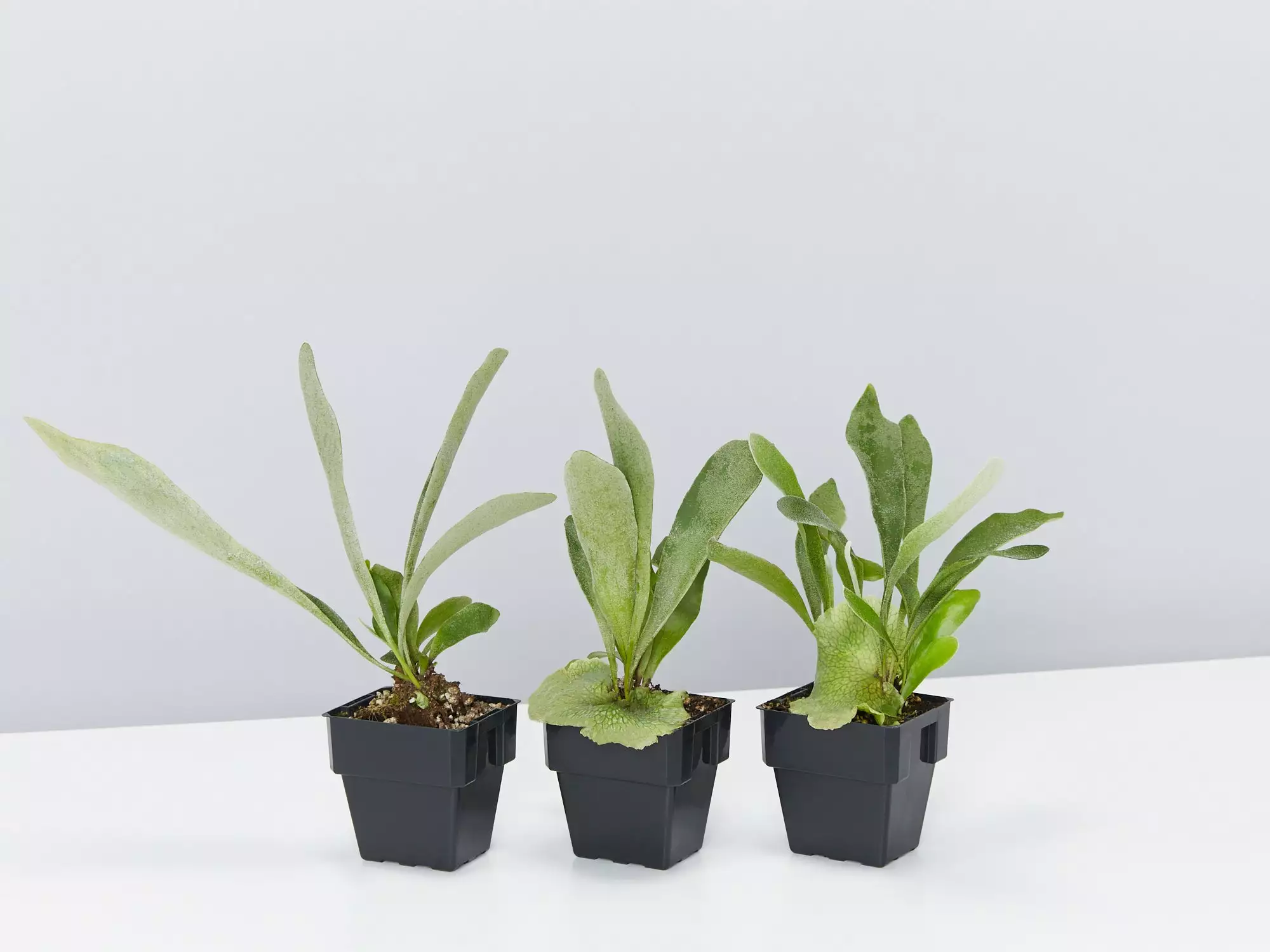 Compact Staghorn Fern 3 Compact Staghorn Fern