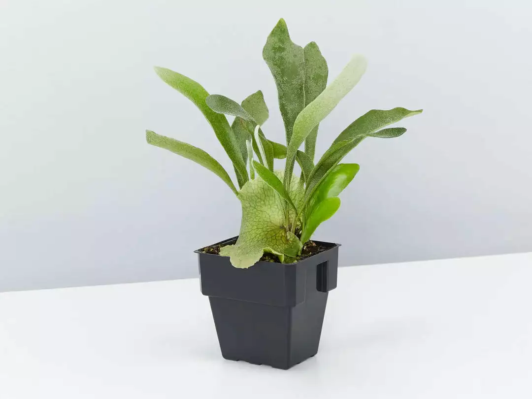 Low Light Indoor Plant Pack - Larger Size 6 Low Light Indoor Plant Pack - Larger Size - Image 4