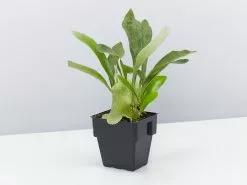 Compact Staghorn Fern 12 Compact Staghorn Fern -Plants in a Box Sales Shop PlatcyeriumNetherlands single 76809d04 d237 4470 b892 a4674bd11755