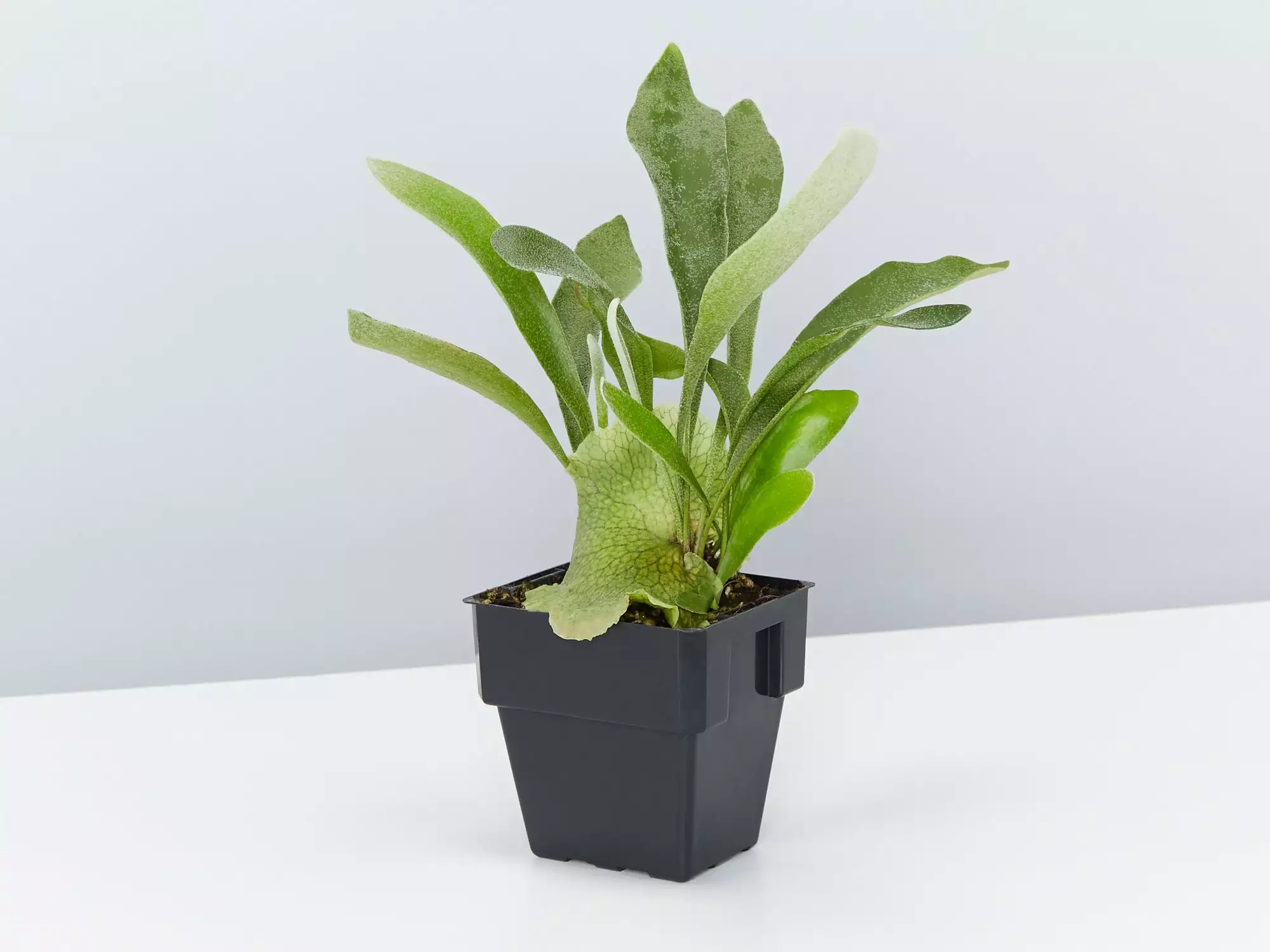Compact Staghorn Fern 7 Compact Staghorn Fern - Image 5