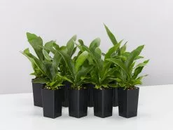 Compact Staghorn Fern 10 Compact Staghorn Fern -Plants in a Box Sales Shop PlaticerumStaghornFern 8plants 33fb7925 4141 4317 a18e 93afb96a2ee6