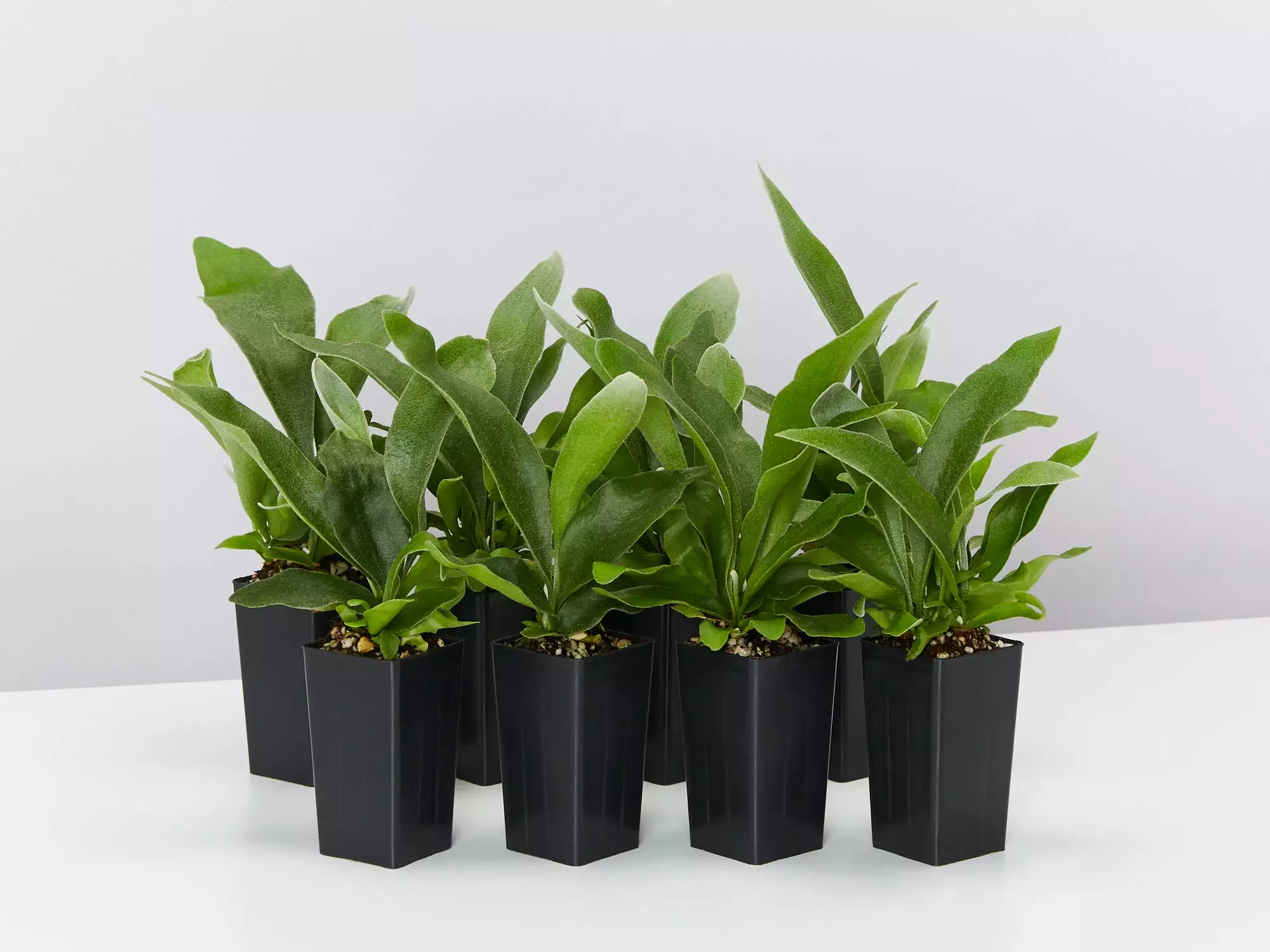 Compact Staghorn Fern 5 Compact Staghorn Fern - Image 3