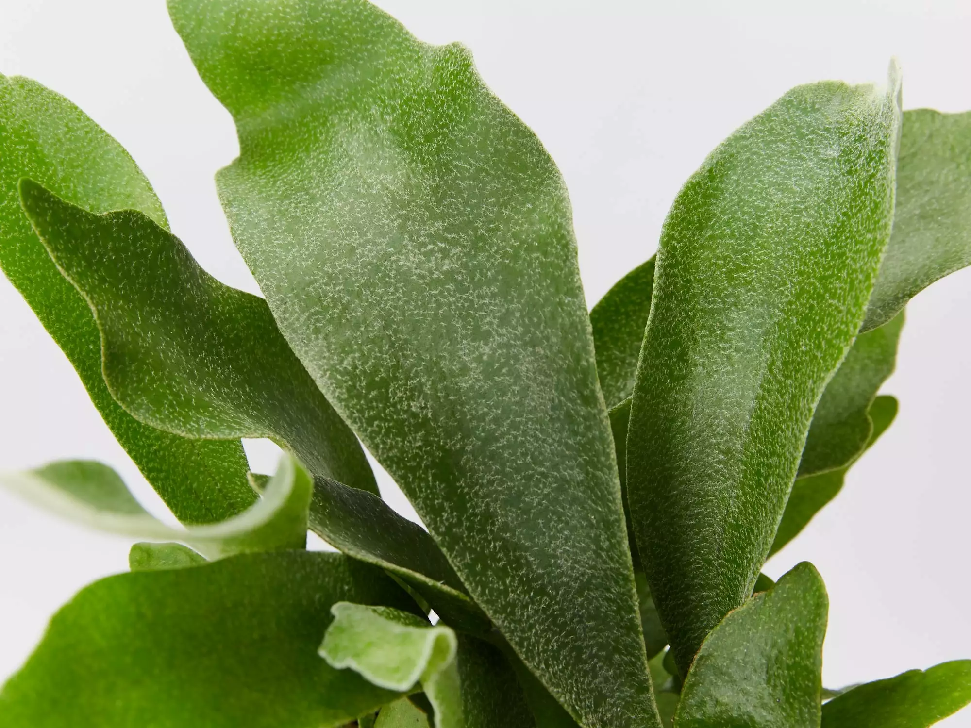 Compact Staghorn Fern 4 Compact Staghorn Fern - Image 2