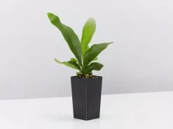 Compact Staghorn Fern 11 Compact Staghorn Fern -Plants in a Box Sales Shop PlaticerumStaghornFern single 8ec76a21 9b1b 4413 8fa5 03ae81fd5f4f