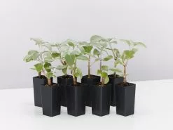 Plectranthus Argentatus