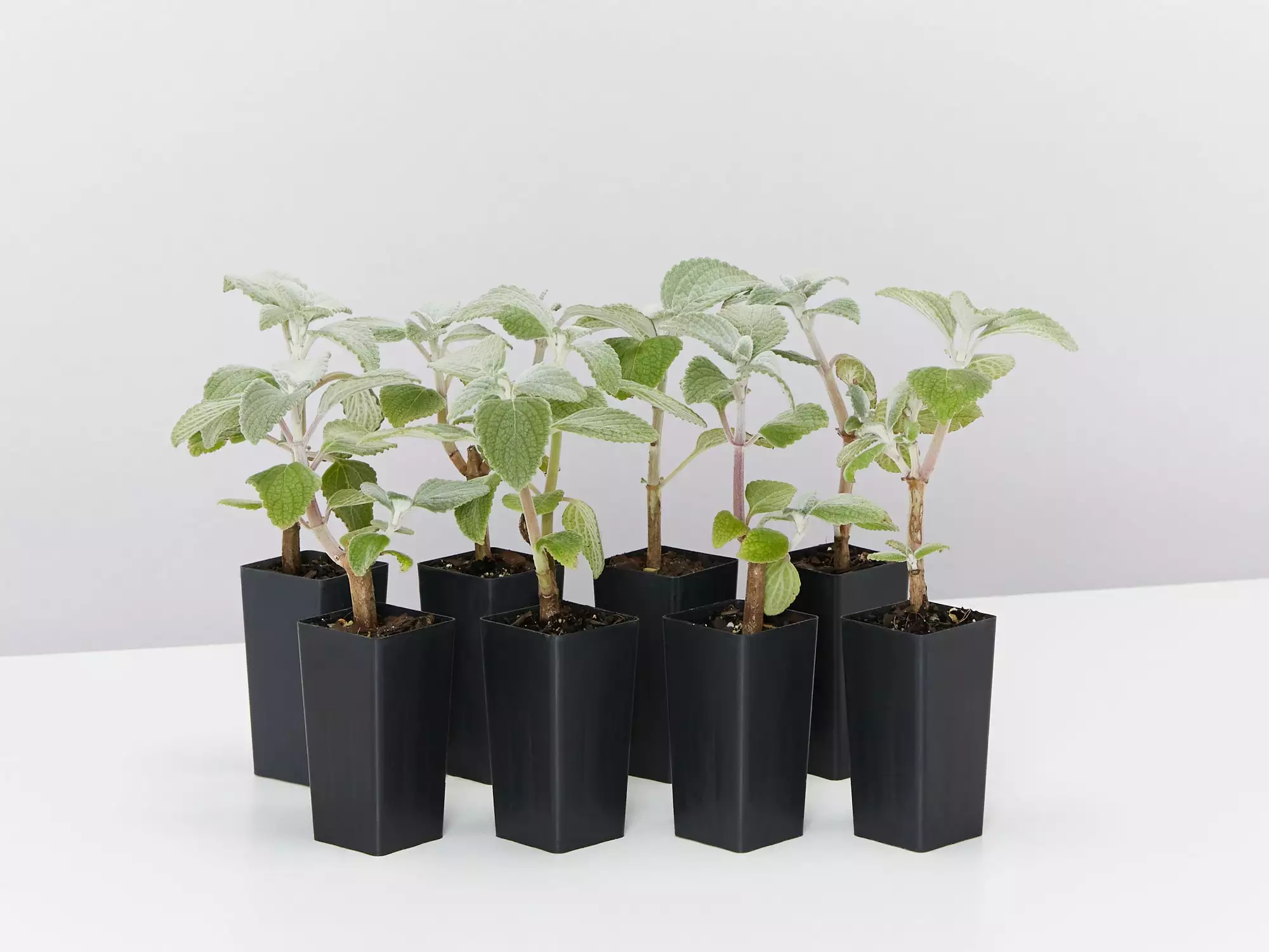 Plectranthus Argentatus 3 Plectranthus Argentatus