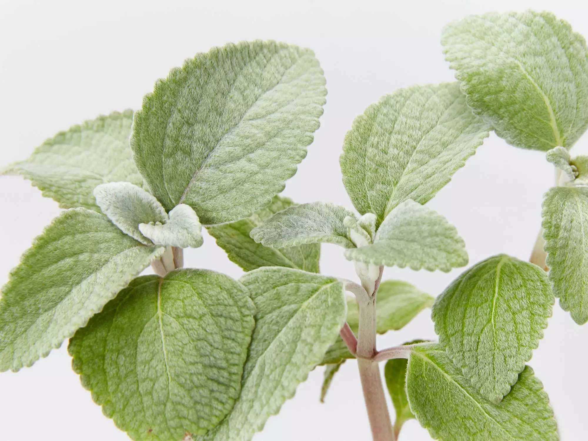 Plectranthus Argentatus 4 Plectranthus Argentatus - Image 2