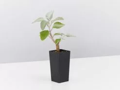 Plectranthus Argentatus 10 Plectranthus Argentatus -Plants in a Box Sales Shop PlectranthusArgentatus single 722d1a6a 16d8 432c a113 de16c6c6601d