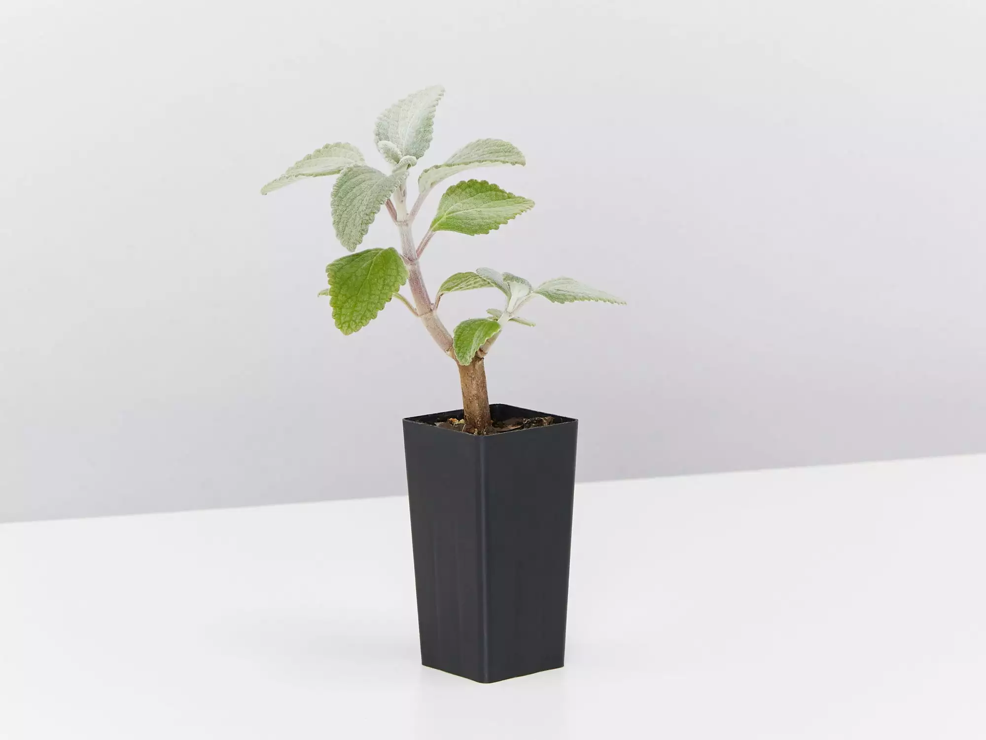 Plectranthus Argentatus 5 Plectranthus Argentatus - Image 3