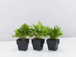 Polypodium Whitley Giant