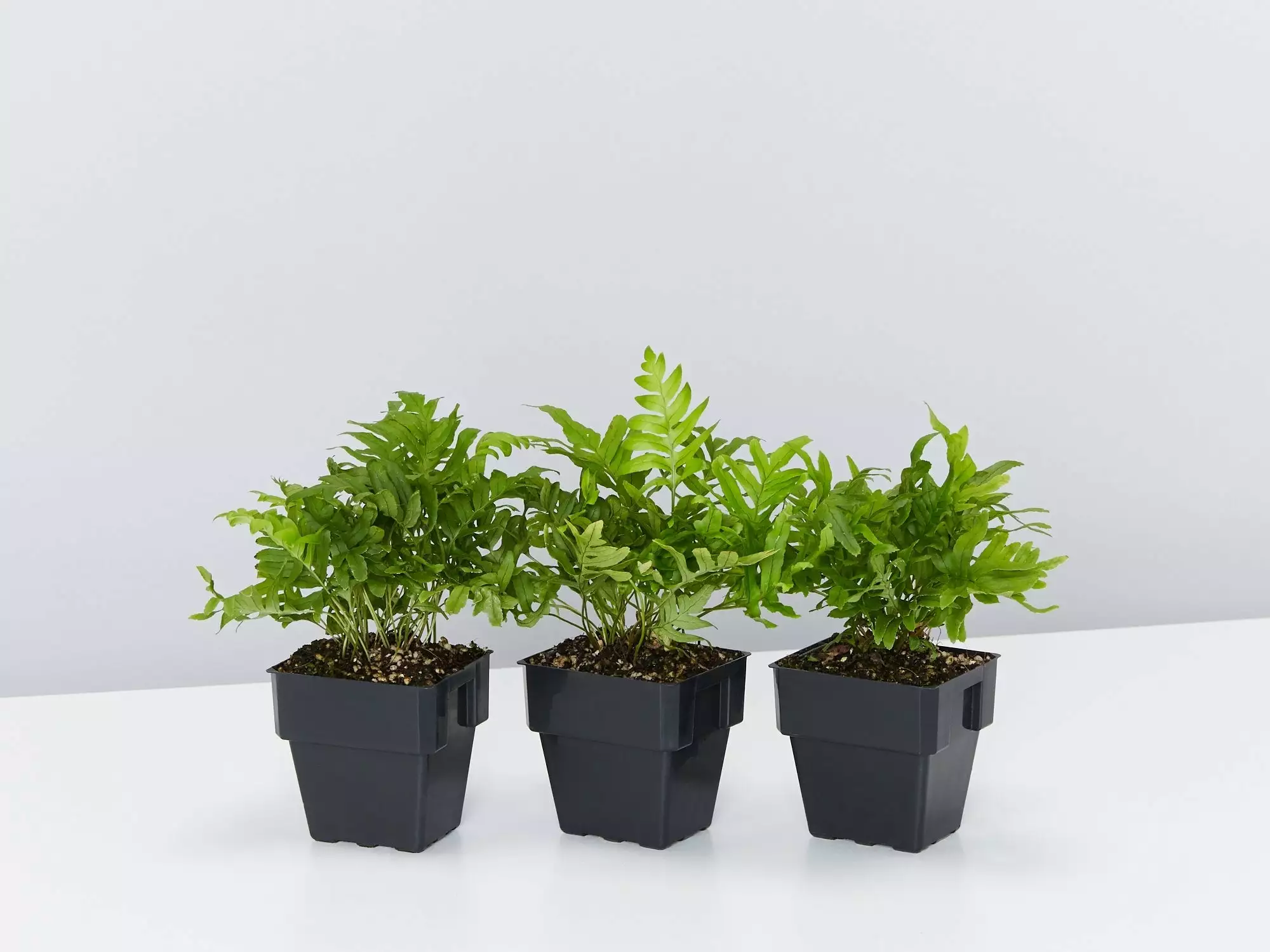 Polypodium Whitley Giant 3 Polypodium Whitley Giant