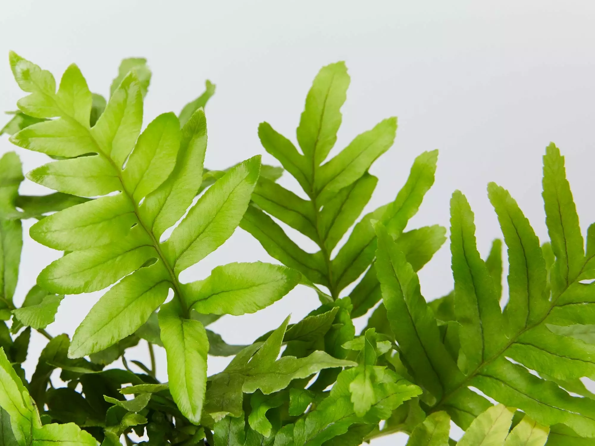 Polypodium Whitley Giant 4 Polypodium Whitley Giant - Image 2