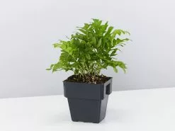 Polypodium Whitley Giant 11 Polypodium Whitley Giant -Plants in a Box Sales Shop PolypodiumWhitleyGiant single 4e62f292 5af3 4076 afc9 28a6472ca5b8