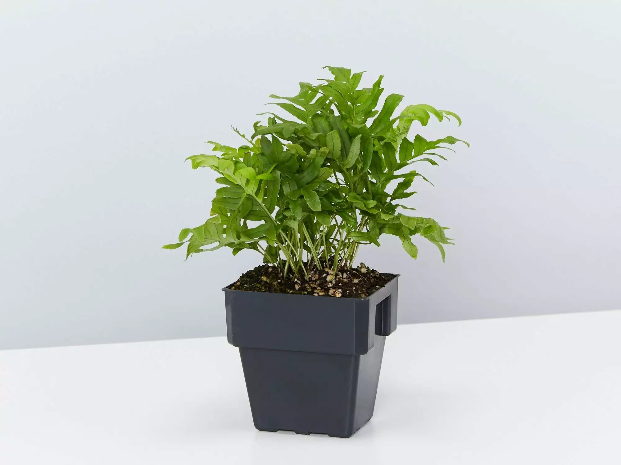 Polypodium Whitley Giant 6 Polypodium Whitley Giant - Image 4