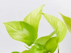 The Box Of Houseplants That Can Grow In Water -Plants in a Box Sales Shop PothosGoldylocks detail 1080x 030ff5ab 7bba 46d9 8c5f ea1f96e79daa