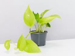 Pothos Goldilocks - Pot + Plant + Soil -Plants in a Box Sales Shop PothosGoldylocks single