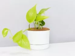 Pothos Goldilocks - Pot + Plant + Soil -Plants in a Box Sales Shop PothosGoldylocks white pot