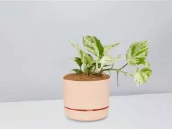 Pothos Marble Queen - Pot + Plant + Soil -Plants in a Box Sales Shop PothosMarbleQueen ApricotPot