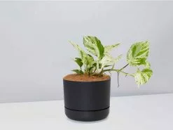 The Houseplant Gift Box - Includes Stake -Plants in a Box Sales Shop PothosMarbleQueen BlackPot 68cdb0d6 a685 49f1 bdaa f96bf9f7d716