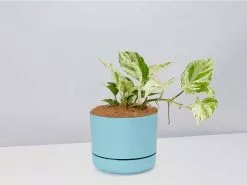 The Houseplant Gift Box - Includes Stake -Plants in a Box Sales Shop PothosMarbleQueen BluePot d13ad5eb e3ac 411c 9cbc a17fbfe58946