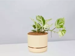 Pothos Marble Queen - Pot + Plant + Soil -Plants in a Box Sales Shop PothosMarbleQueen BuffPot