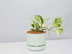 The Houseplant Gift Box - Includes Stake -Plants in a Box Sales Shop PothosMarbleQueen FogPot 9170b105 f668 40f0 962b 5e77884ee125