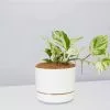 Pothos Marble Queen - Pot + Plant + Soil -Plants in a Box Sales Shop PothosMarbleQueen LinenPot