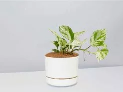 Pothos Marble Queen - Pot + Plant + Soil