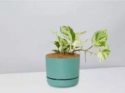 Pothos Marble Queen - Pot + Plant + Soil -Plants in a Box Sales Shop PothosMarbleQueen MossPot
