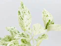 Pothos Marble Queen - Pot + Plant + Soil -Plants in a Box Sales Shop PothosMarbleQueen detail e4170d1f 1beb 4304 975a d2c1e2b75276