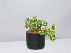 Pothos Snow Queen - Pot + Plant + Soil -Plants in a Box Sales Shop PothosSnowQueen BlackPot
