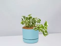 Pothos Snow Queen - Pot + Plant + Soil -Plants in a Box Sales Shop PothosSnowQueen BluePot