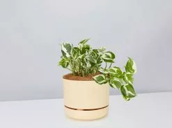 Pothos Snow Queen - Pot + Plant + Soil -Plants in a Box Sales Shop PothosSnowQueen BuffPot
