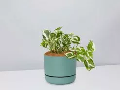 Pothos Snow Queen - Pot + Plant + Soil -Plants in a Box Sales Shop PothosSnowQueen CbGreenPot