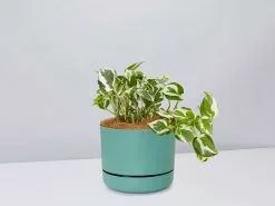 Pothos Snow Queen - Pot + Plant + Soil -Plants in a Box Sales Shop PothosSnowQueen MossPot