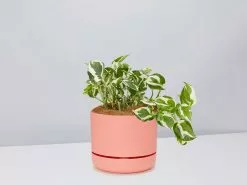 Pothos Snow Queen - Pot + Plant + Soil -Plants in a Box Sales Shop PothosSnowQueen PersimmonPot