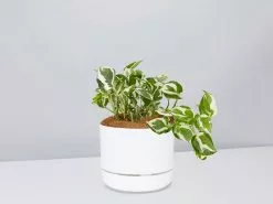 Pothos Snow Queen - Pot + Plant + Soil -Plants in a Box Sales Shop PothosSnowQueen WhitePot
