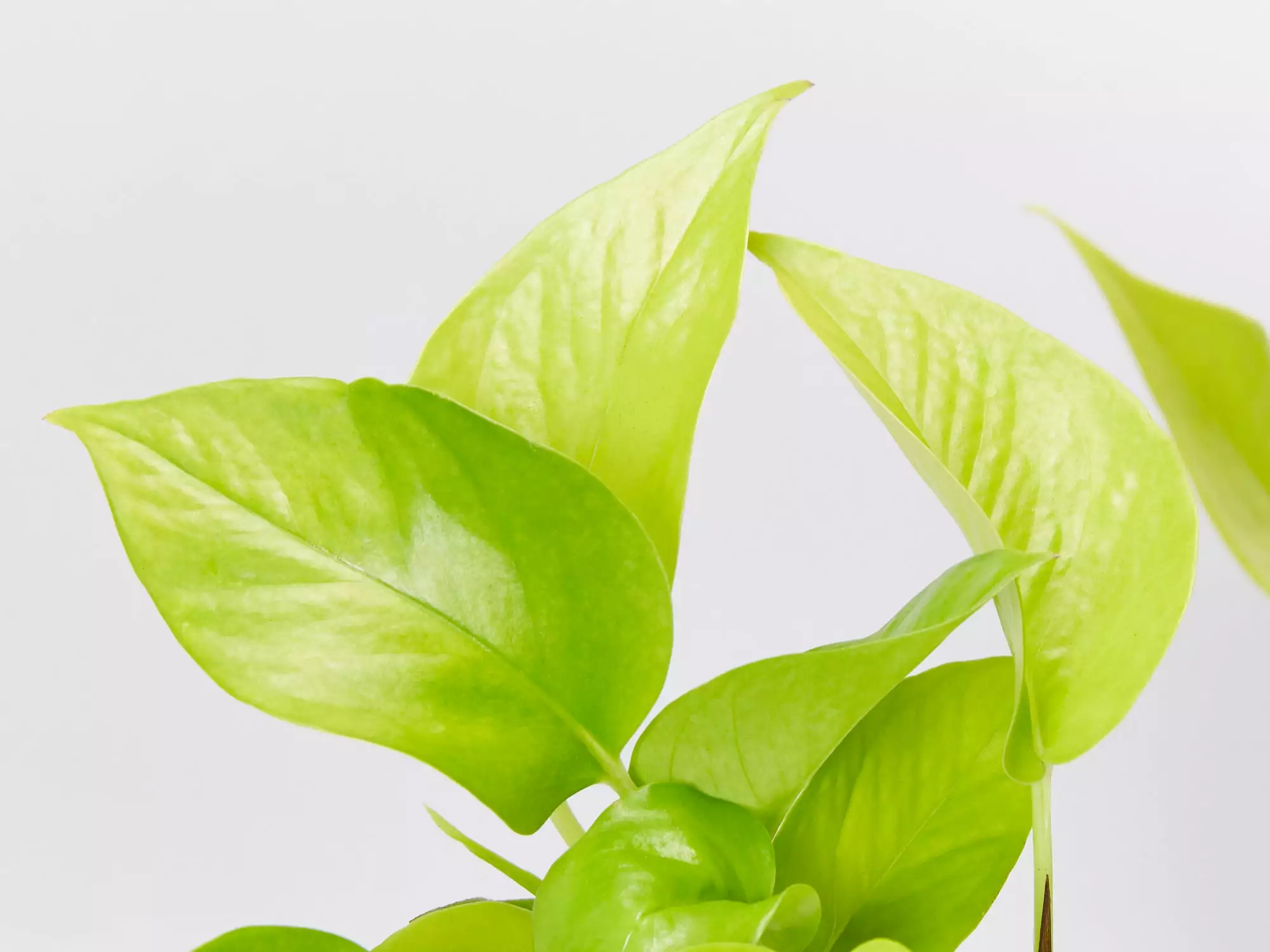 Hanging Basket Pack - Indoor Assorted 6 Hanging Basket Pack - Indoor Assorted - Image 4