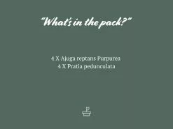 The Full Shade Plant Box -Plants in a Box Sales Shop PottedPrettiesMix Shade 1