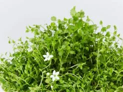 The Full Shade Plant Box