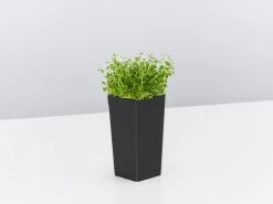 Pratia Pedunculata -Plants in a Box Sales Shop PrataPenduniculata single eb73f2df a9a6 42db a236 48ba1ef2fd7e