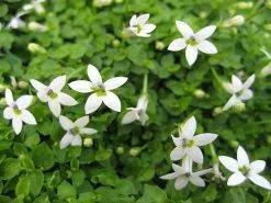 Pratia Pedunculata -Plants in a Box Sales Shop PratiaPedunculatawhiteMs700 40457be2 c284 4bb2 9b91 792f638a1e22
