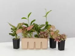 Plant-less Human Box - 8 Assorted Houseplants 19 Plant-less Human Box - 8 Assorted Houseplants -Plants in a Box Sales Shop PrettyInPinkGiftBox detail2 0997f4c4 c491 4a49 b693 9b635193179b