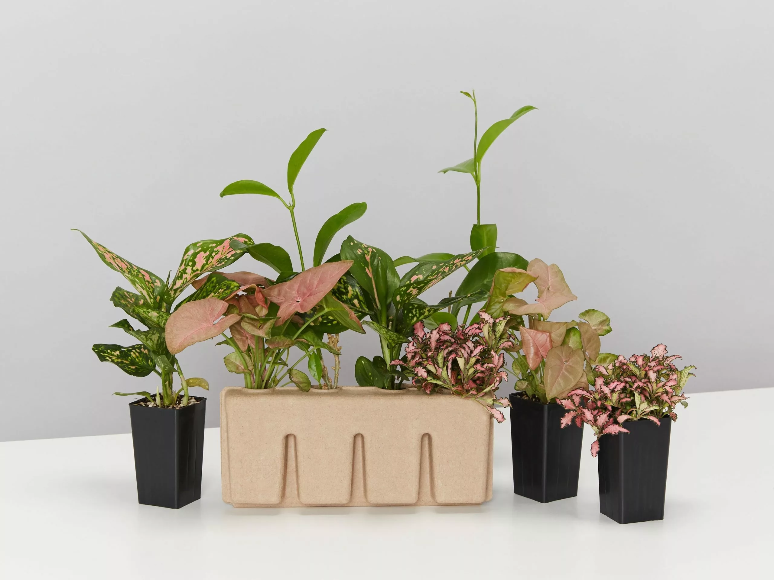 Plant-less Human Box - 8 Assorted Houseplants 7 Plant-less Human Box - 8 Assorted Houseplants - Image 5