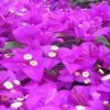 Bougainvillea Pretty Purple -Plants in a Box Sales Shop Pretty Purple2 d9058d5c 434c 417b a3d1 73e042d95229