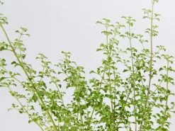 Prostanthera Sieberi - Native Mint -Plants in a Box Sales Shop ProstantheraSieberi detail ee4fae87 5ed1 44a0 a18d 231d8b1bf6c5