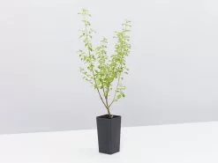 Prostanthera Sieberi - Native Mint -Plants in a Box Sales Shop ProstantheraSieberi single 2f45dd61 55c2 411c ace8 01b52397796b